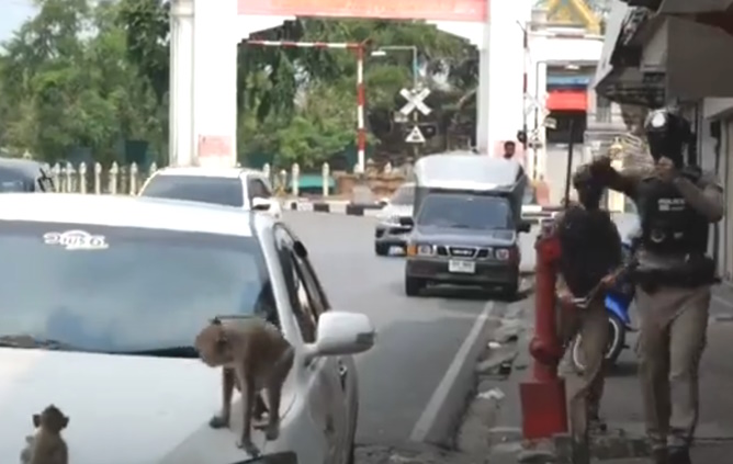 Lopburi,Thailandia, invasa da migliaia di scimmie